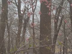 -桃花堤公园