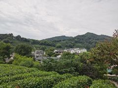 -龙井村