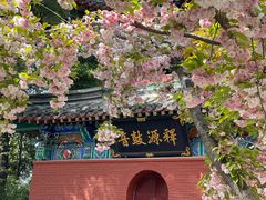 -洛阳白马寺