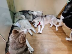 -Husky Go! 哈士奇体验馆·宠物咖啡厅狗咖