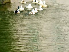 -新江湾城公园