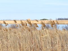 -盐城丹顶鹤湿地生态旅游区