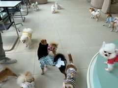 -怪兽屋·羊驼·猫咖·狗咖(俊华广场店)