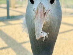 -盐城丹顶鹤湿地生态旅游区
