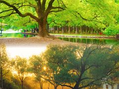 -上海共青森林公园