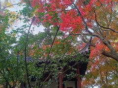 -秋霞圃