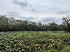 -西溪国家湿地公园