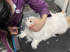 -宠颐生斯嘉宠物医院·急重症·心内科(谷阳北路分院)