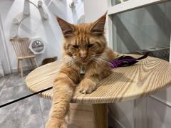 -楼上猫咖(罗湖店)