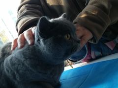 -瑞派·关忠动物医院·猫专科·犬专科(三环新城店)