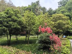 -上海佘山国家森林公园天马山园