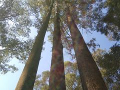 -火炉山森林公园