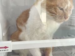 -北京观赏动物医院·24小时大型综合·猫专科·异宠专科