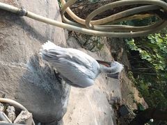 iphone_upload_pic-百鸟园