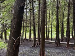 -溱湖国家湿地公园