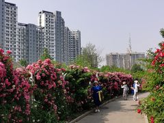 -太阳宫公园