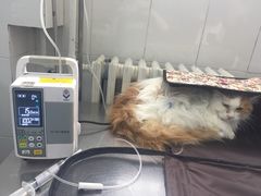 -北京赛佳动物医院