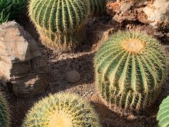 -北京植物园-展览温室