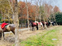 -上海海湾国家森林公园