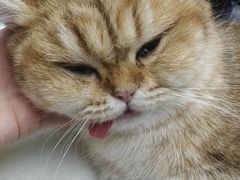 -博特宠物医院24h犬猫全科.骨科·异宠