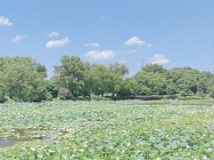 -荷塘月色湿地公园·向阳花洲