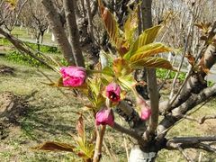 -长白岛森林公园