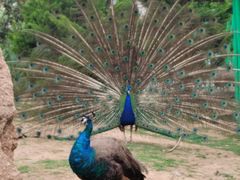 -西霞口神雕山野生动物世界