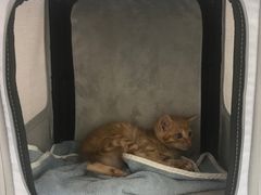 -安安宠医宠物医院·异宠·犬猫内科(岳阳分院)