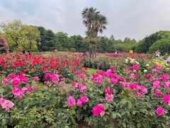 -上海滨江森林公园