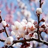 可以试试梅花粥。先将100g粳米浸泡1小时