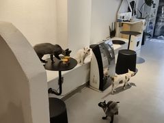 -琪喵猫屋·撸猫猫咖·猫舍