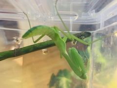 -Rabbit Cafe私房西餐甜点咖啡(栖霞路店)