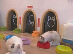 -猫色咖啡·猫咖