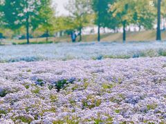 -上海辰山植物园