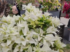 -莲花山公园