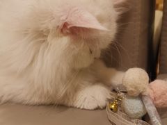 -猫腻·猫咖·撸猫馆(星光大道店)