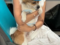 -帕帕拉兹宠物(亚洲旗舰店)