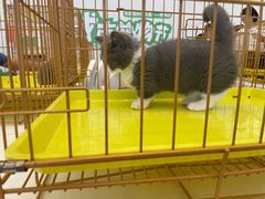 -帕帕拉兹宠物(亚洲旗舰店)