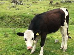 -硗碛藏寨·神木垒景区