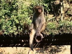 -西双版纳原始森林公园