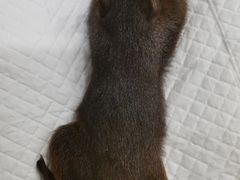 -瑞派·关忠动物医院·异宠专科·犬猫肿瘤·皮肤专科(望京店)