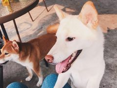 -柴犬高等学院·狗咖·柴犬售卖·宠物训练