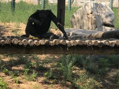 -石家庄市动物园