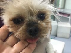 -达爱动物医院·犬猫分区·CT·复杂眼科(远洋山水分院)