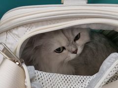 -北京观赏动物医院·24小时大型综合·猫专科·异宠专科