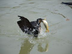 -星巴克(北京通州新光大中心店)