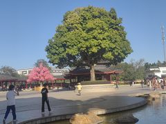 -广东圆玄道观