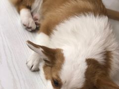 -浣熊柯尔鸭土拨鼠·电玩咖