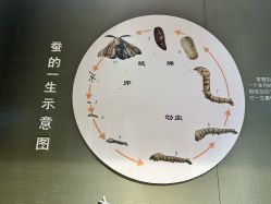 -太湖雪蚕桑文化园
