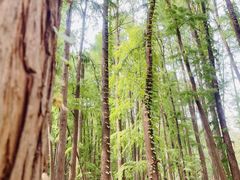 -上海共青森林公园